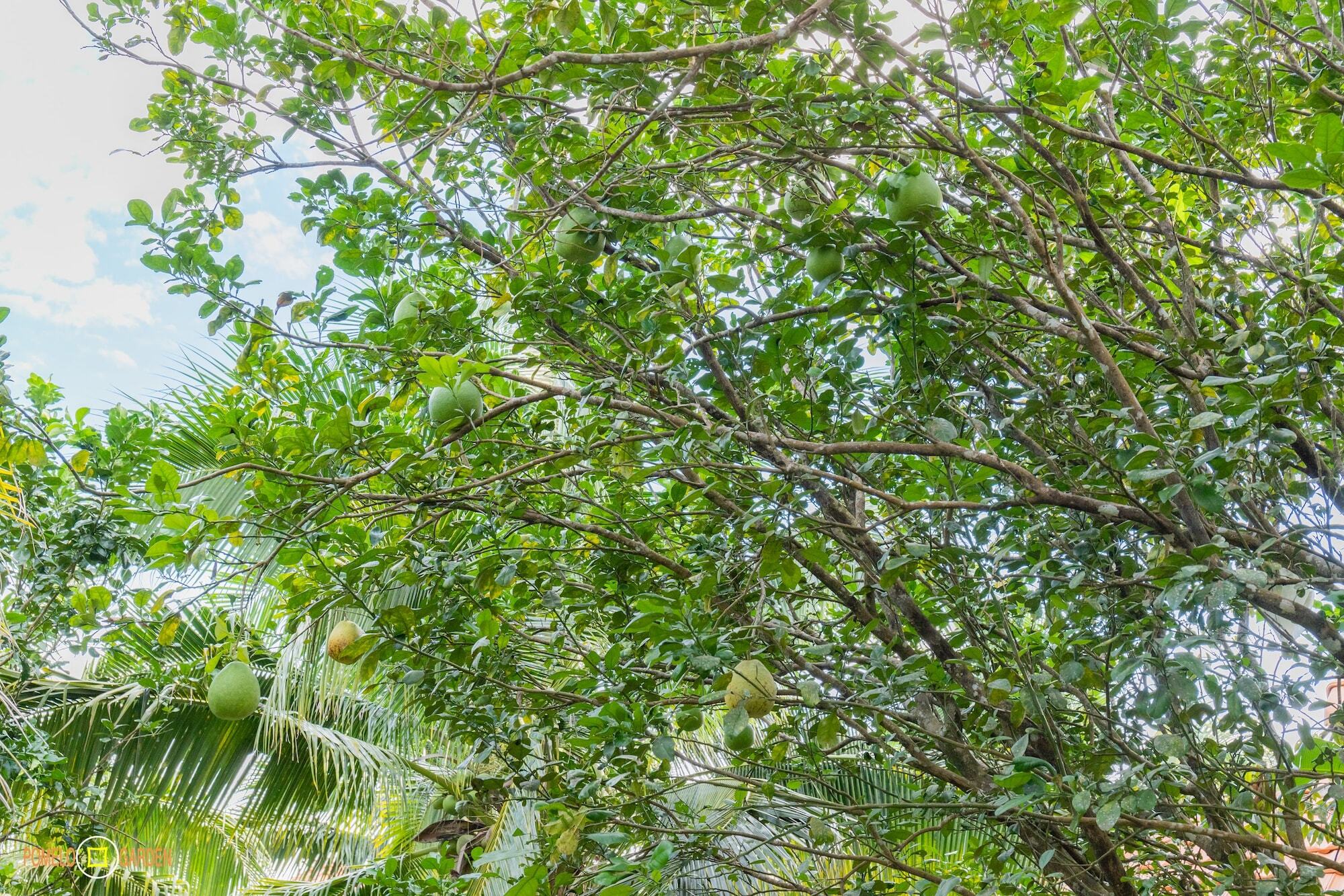 Phu Quoc Pomelo Garden Apartment Екстериор снимка